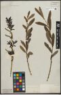 Foto von Salix purpurea L.